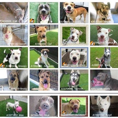 Harrison county animal shelter - Humane Society of Harrison County - WV, Shinnston, West Virginia. 31,022 likes · 1,221 talking about this · 1,316 were here. The HSHCWV rescues animals...